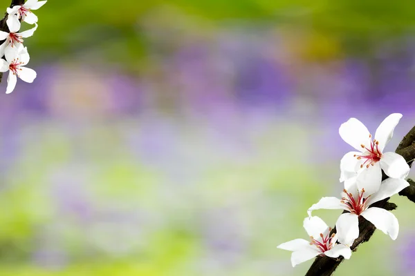 Tung Blossom with nice background color