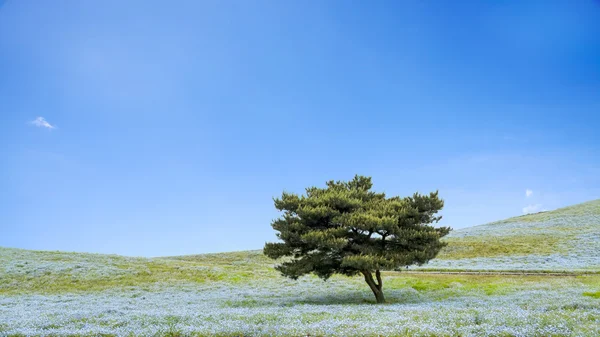 Imageing of Mountain, Tree and Nemophila at Hitachi Seaside Park