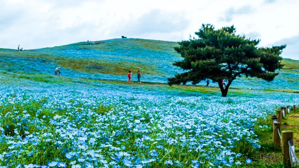 Tree and Nemophila at Hitachi Seaside Park in spring with blue s