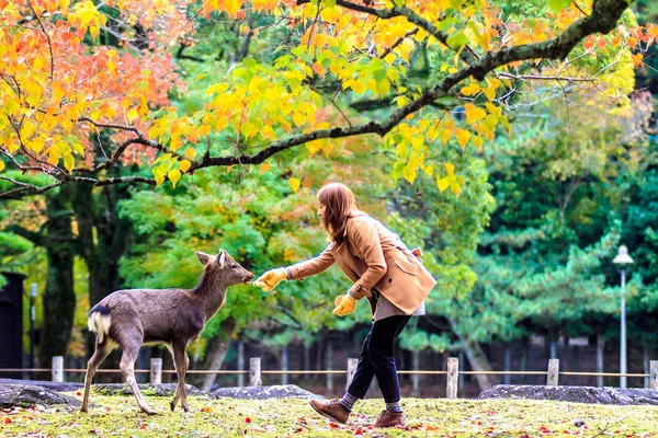 Visitors feed wild deer in Nara