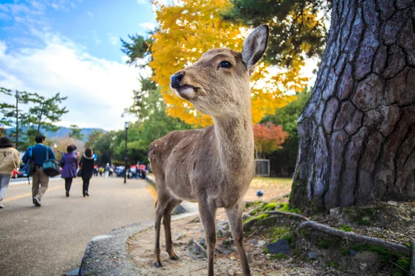 Visitors feed wild deer