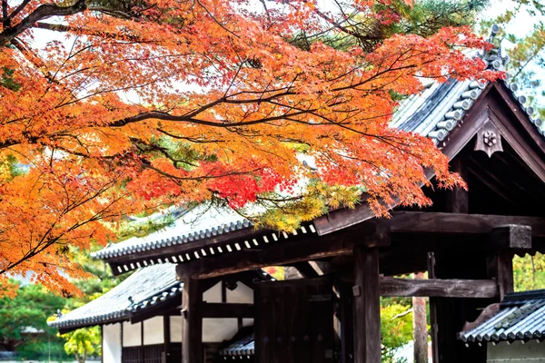 Red japanese maple autumn fall , momiji tree in kyoto japan