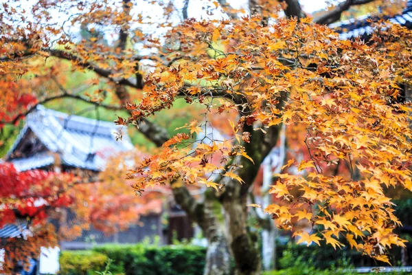 Red maple trees in a japanese garden