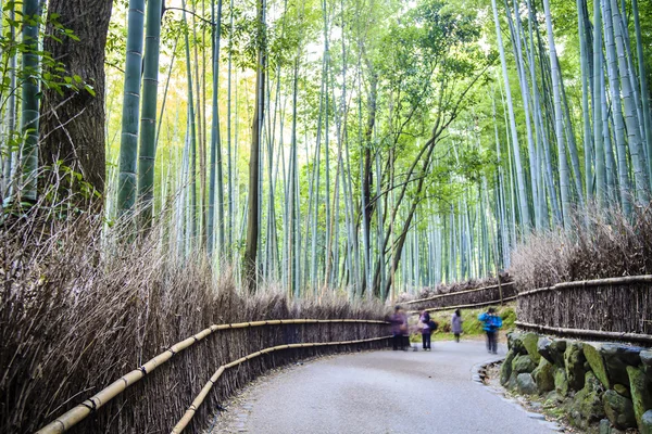 Kyoto, Japan - green bamboo grove in Arashiyama