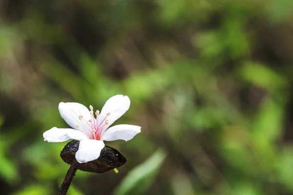 Fallen tung flowers with nice background color