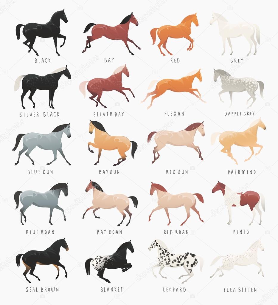 Couleurs de la robe des chevaux communs — Image vectorielle Shlapak