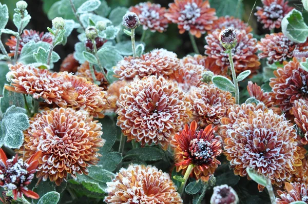 Icicle brown flowers