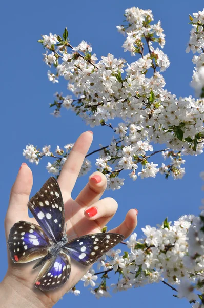 Blue butterfly on hand