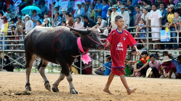 The unidentified men control their buffalo for running in a racing sport, and the unidentified villagers cheer up for them