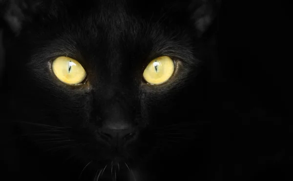 Halloween black cat with yellow eyes