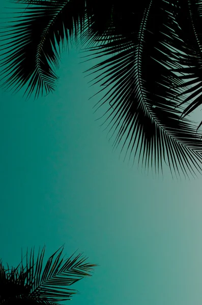 Coconut leaf silhouette with green sky background