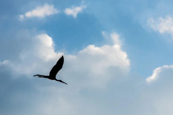 Silhouette of bird flying