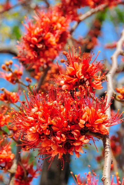 Nice red flower blooming on tree, Fire of Pakistan flower