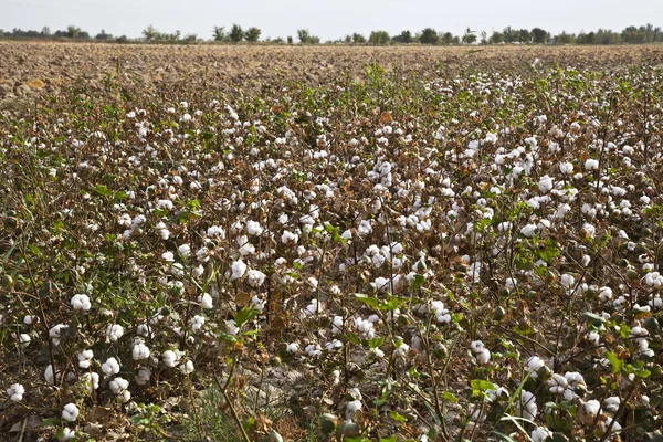 Cotton crop in Uzbekistan