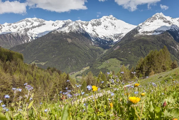 Mountain pasture and snow-capped mountains