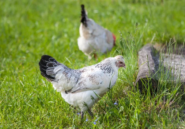 Chicken in meadow