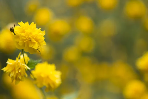 Yellow Spring flowers with blurred background