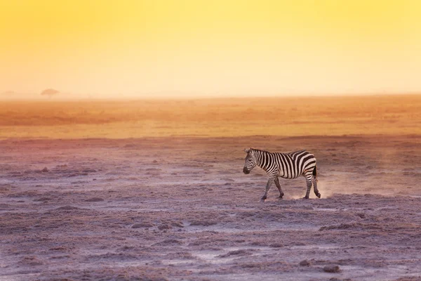 Zebra walking in search of food