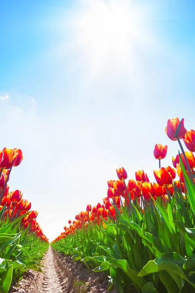 Orange tulips in sunshine