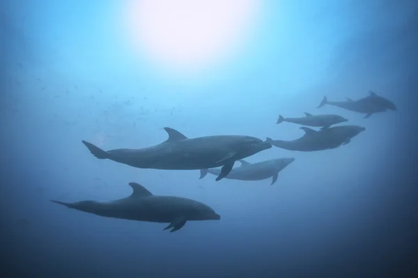 Row of dolphins swimming under water