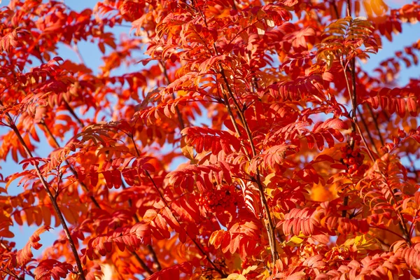 Red rowan tree leaves