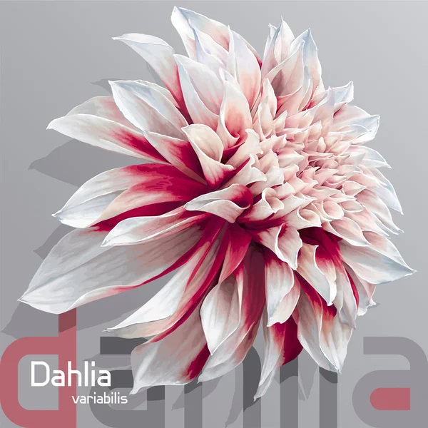 Red-white garden dahlia