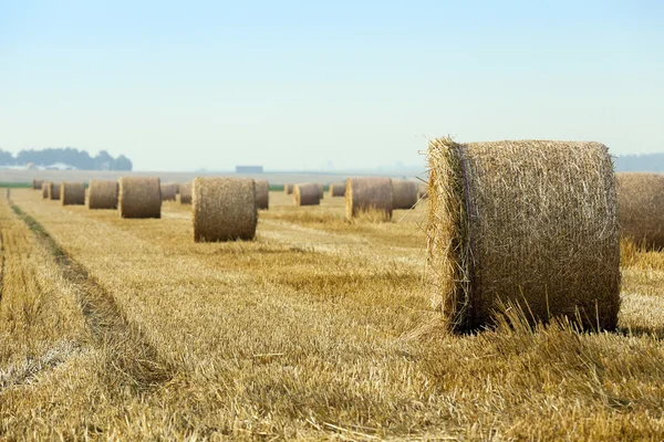 Straw in the field