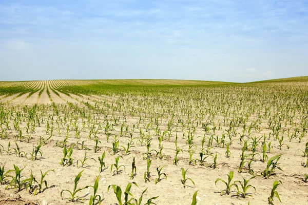 Corn field, summer