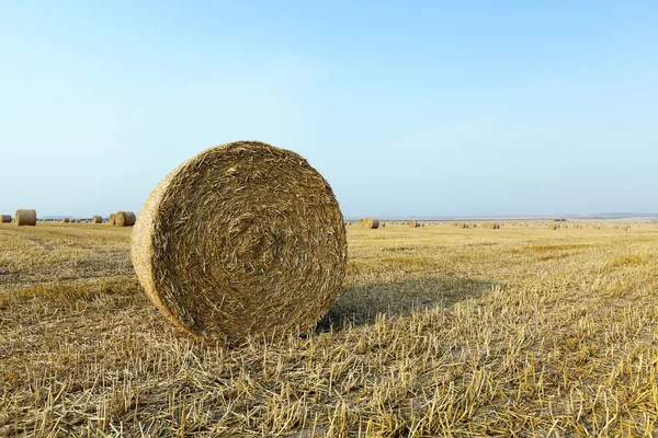 Straw in the field