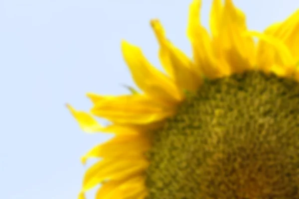 Flower Sunflower, close-up