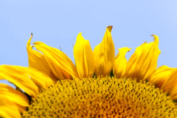 Flower Sunflower, close-up