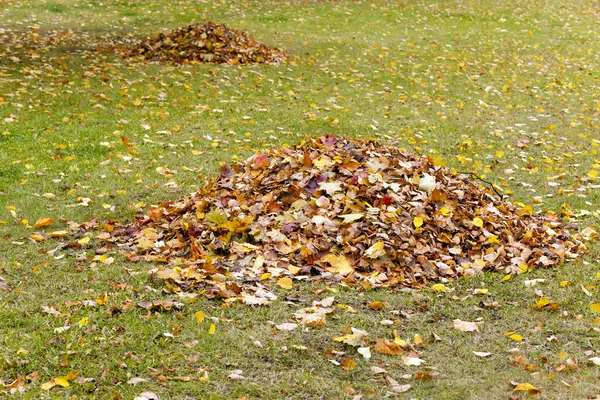 Fallen down from trees foliage