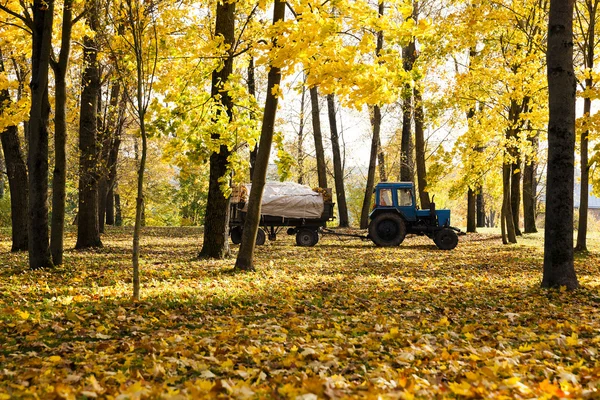 Cleaning of foliage in park