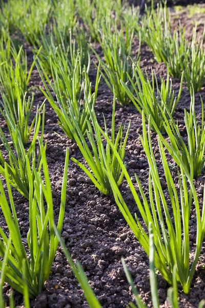 Onions field