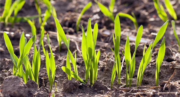 Wheat germ , field