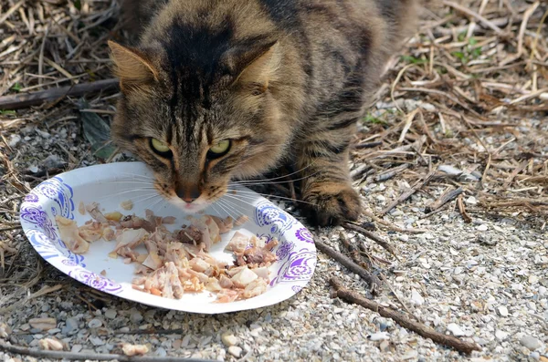 Feral Cat feasting on a Plate of Chicken