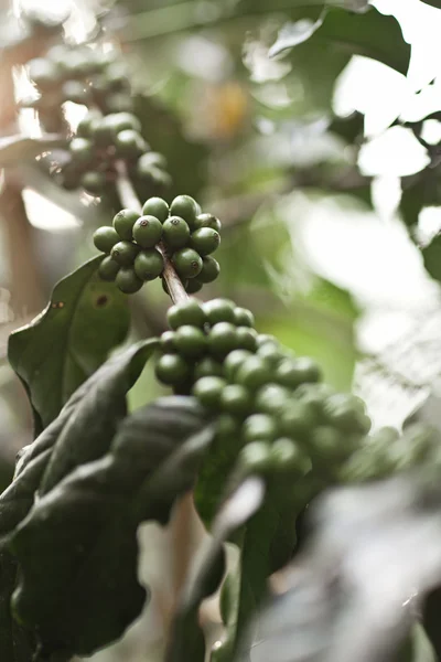 Coffee tree with green berries on farm, Bali island