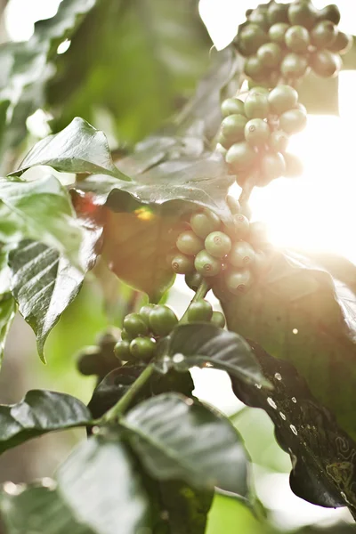 Coffee tree with green berries on farm, Bali island