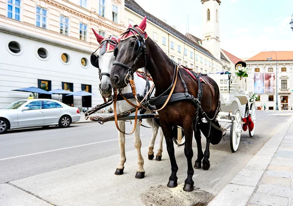 Wedding horse-drawn carriage in Vienna, Austria
