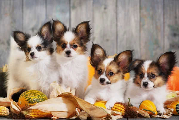 Four puppy with pumpkin