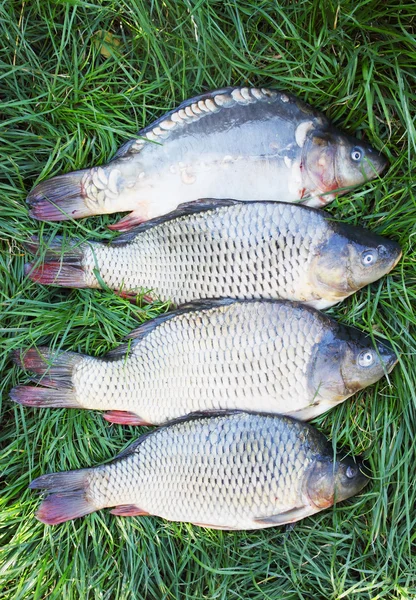 Large carp on the grass