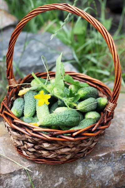 Cucumbers in a basket