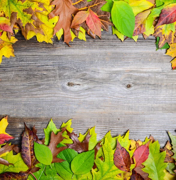 Perfect Autumn background made of multicolored autumnal leaves m