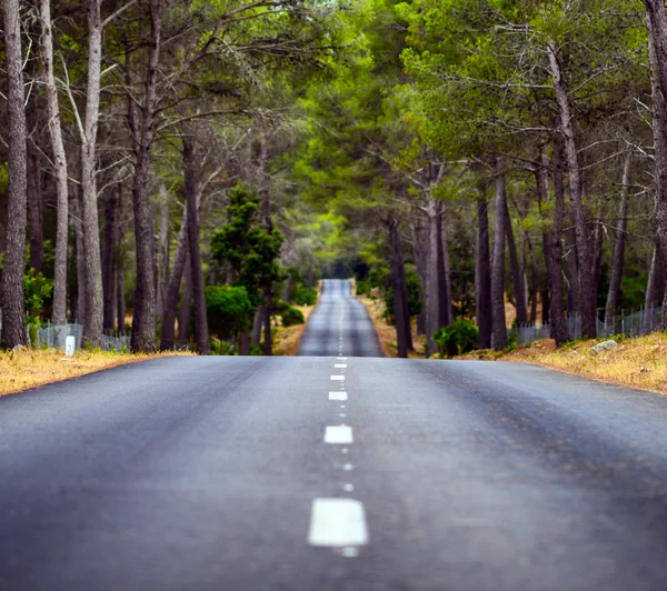 Road in middle of forest