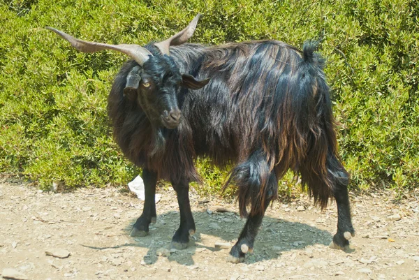 goats island in the Aegean Sea