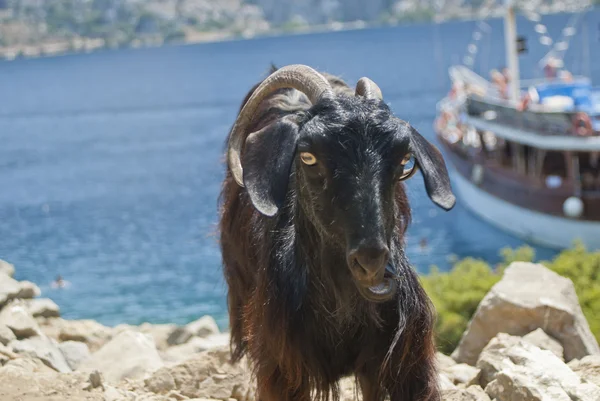 Goats island in the Aegean Sea