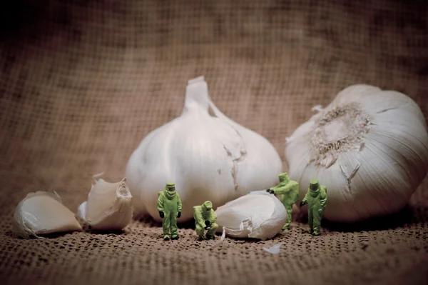 Group of scientists inspecting garlic bulb. Color tone tuned