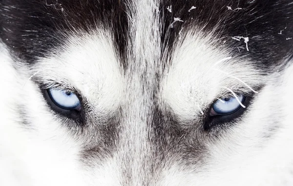 Husky dog blue eyes