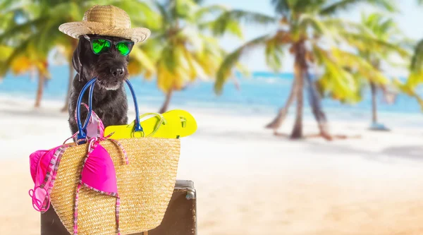 Funny summer black dog with summer accessories.