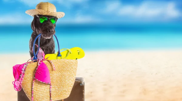 Funny summer black dog with summer accessories.